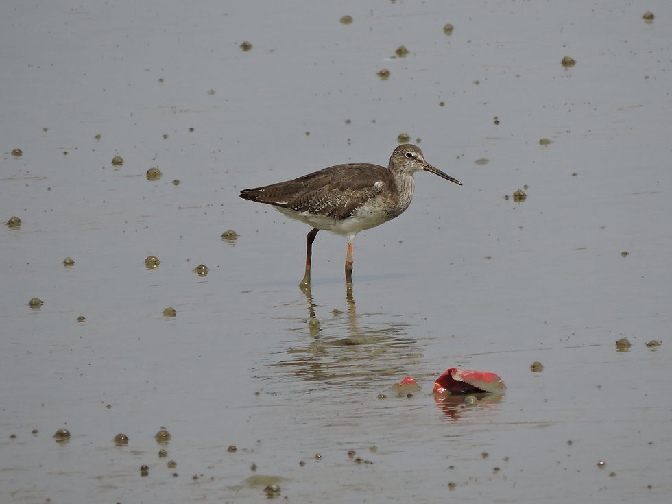 Common Redshank