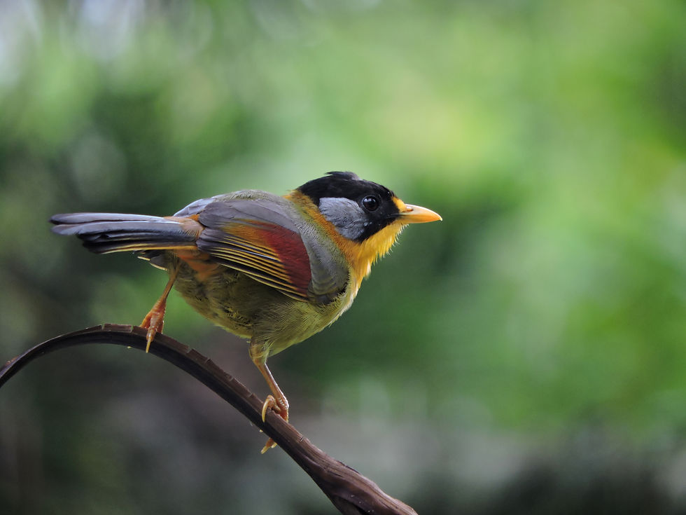 Silver-eared Mesia