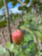 Apfel 1