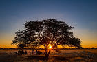 Silhouette of tree with sunset, people enjoying the scenery, golden hour lighting.