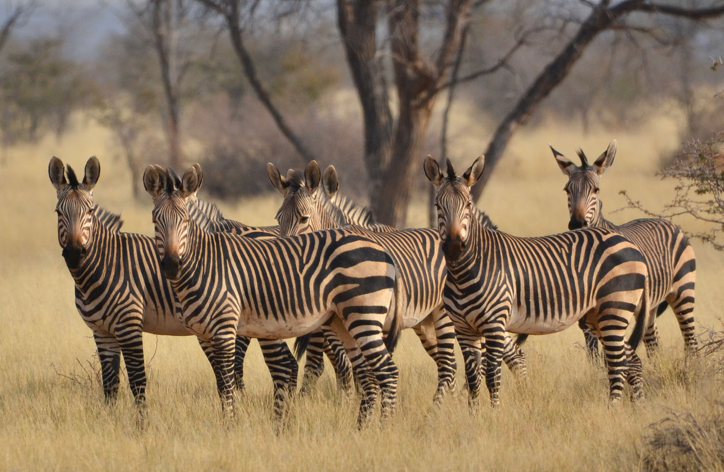 Herd of zebras standing together in a grassy field in the wild.