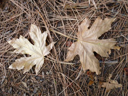 Maple Leaves on Pine Needles