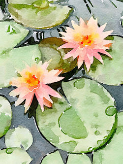 water_lilies_4454