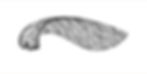 Seed