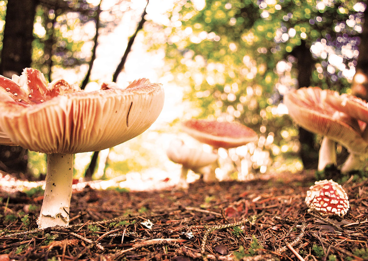 Fliegenpilzfamilie im Wald bei Brigels