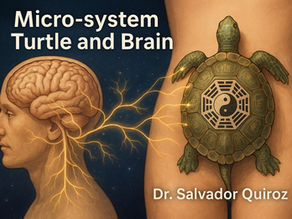 El microsistema de la tortuga abdominal desde la neurociencia y el pensamiento sistémico 