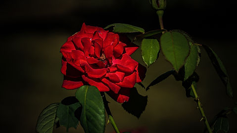 DSC09764.jpg