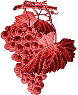 vigne rouge.jpg