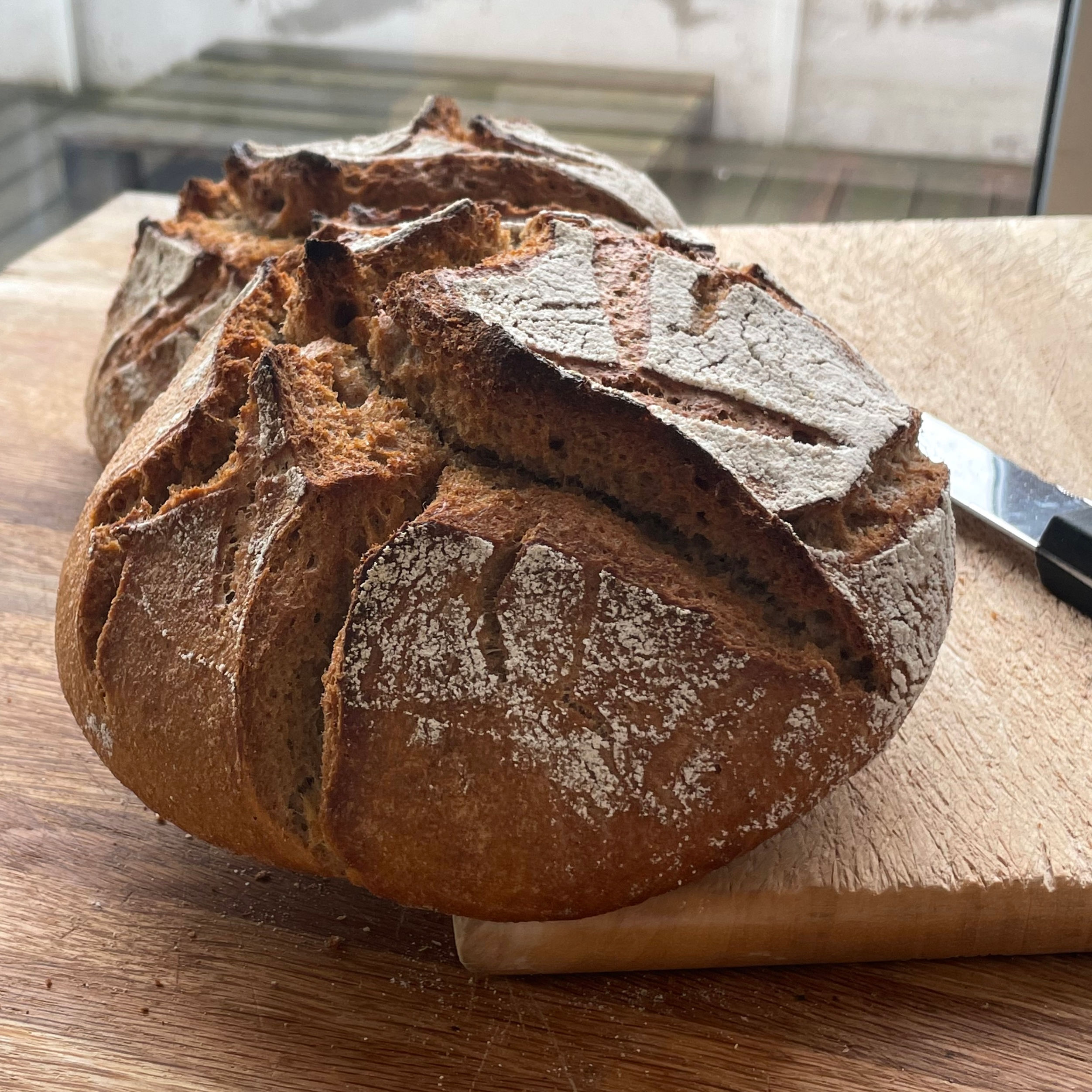 Grand Epeautre Oberkulmer (ancien) aux graines