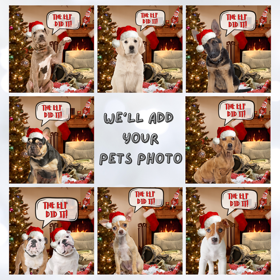The Elf Did It - Personalised Pet Message/Ecard Custom Video