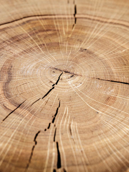 Miniatură: tapet cluj,tapet sycamore,tapet accent decor, tapet cu lemn , tapet imitatie de lemn,tapet de lux,tapet modern