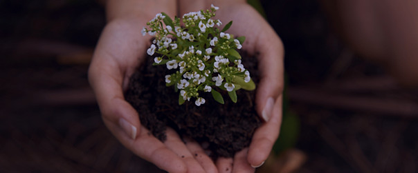 ready-for-transplanting-closeup-shot-of-