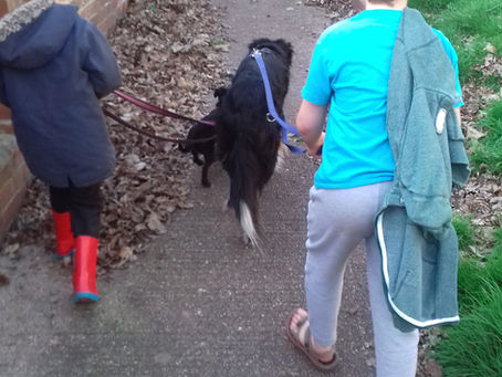 Canine Calm: Lead Walking #3