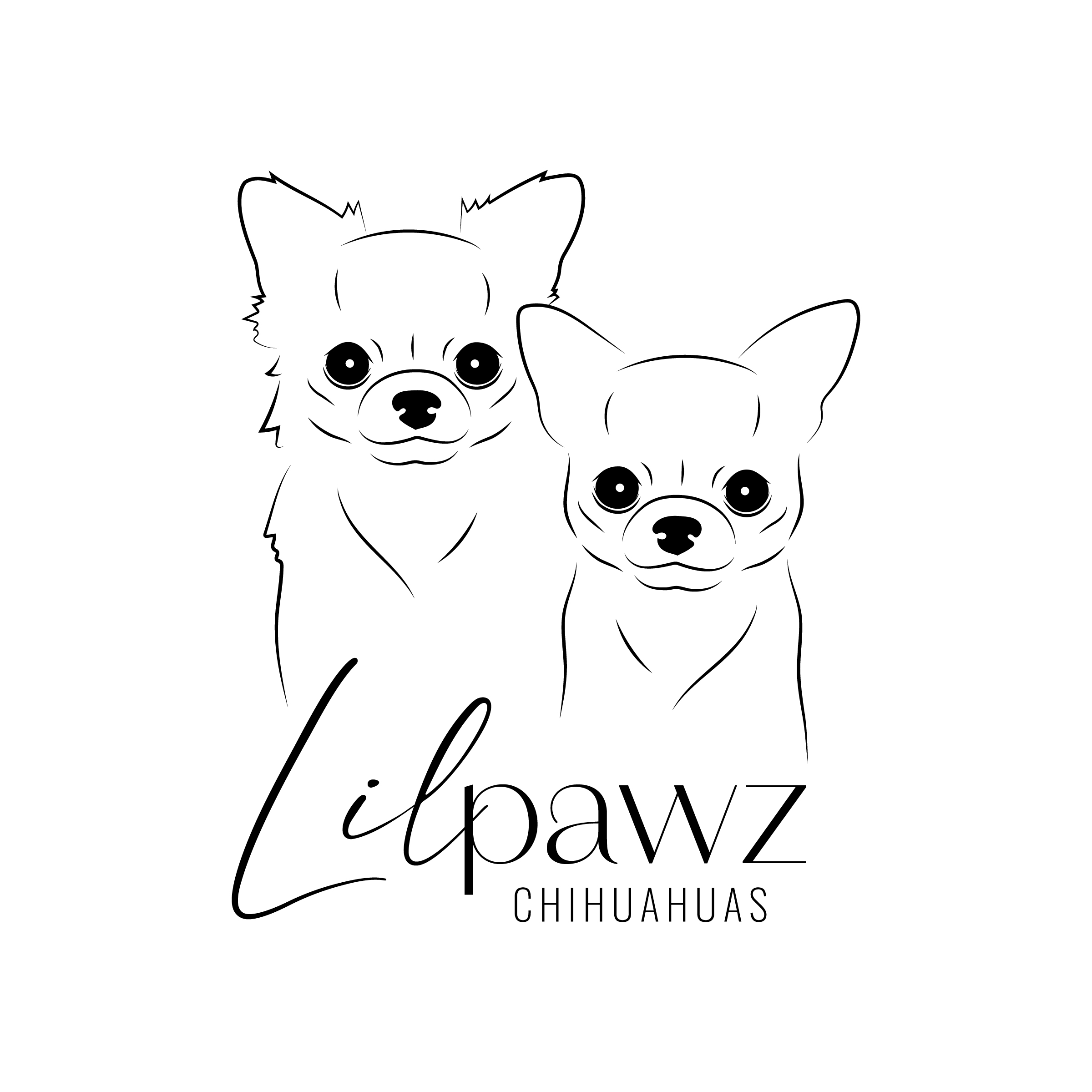 LilPawz Chihuahuas | Chihuahua Breeders