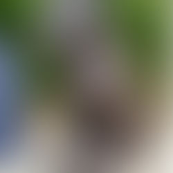 Finn, an Madadh Póilíneach Laochúil