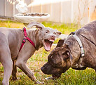 chien agressif