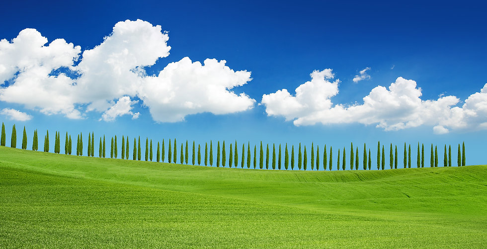 Green trees.jpeg