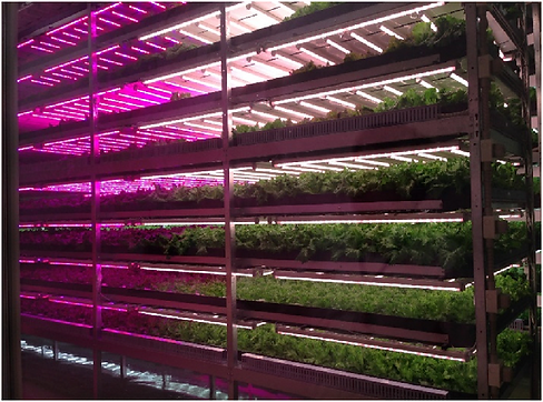 Fig-A1-Interior-view-of-the-indoor-vertical-farm-using-LED-lighting-Fukushima-Japan.png