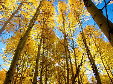Fall Aspen in Hope Valley, California Large.jpeg