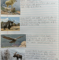 Mountain animals 1.JPG