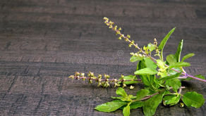 Holy Basil - Tulsi aka "The incomparable one"