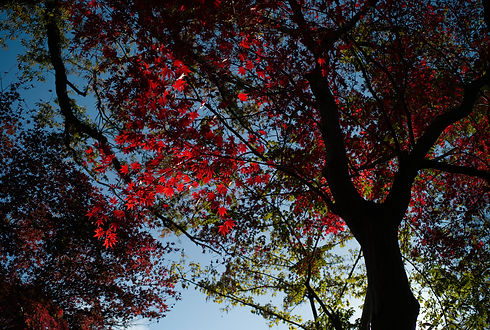L1019538 2.jpg