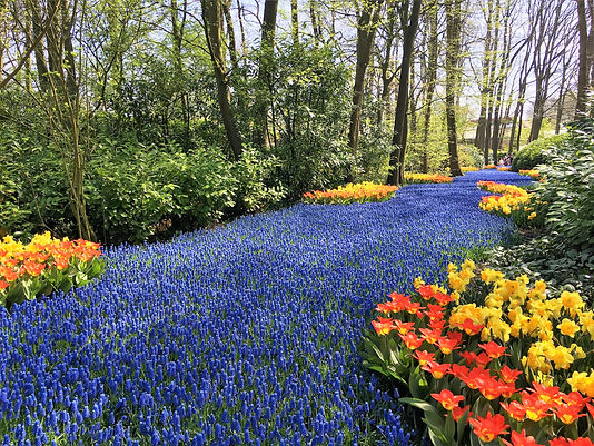 キューケンホフ公園,キューケンホフ,花,チューリップ,オランダ,アムステルダム,オランダ観光,日本人,ガイド,旅行,個人ガイド,ドライバー,観光,旅行,タクシー,移住,車,ツアー,チャーター,日本語,日本,