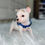 Thumbnail: Chihuahua Blanco