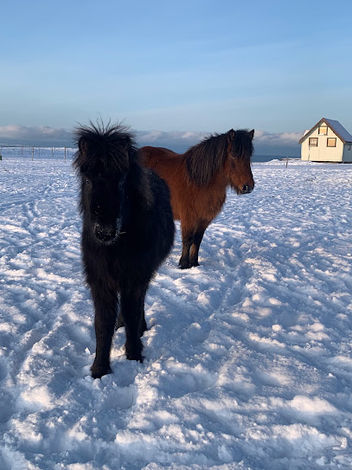 Opera frá Vatni and her 2022 foal Tenor frá Kolkuósi