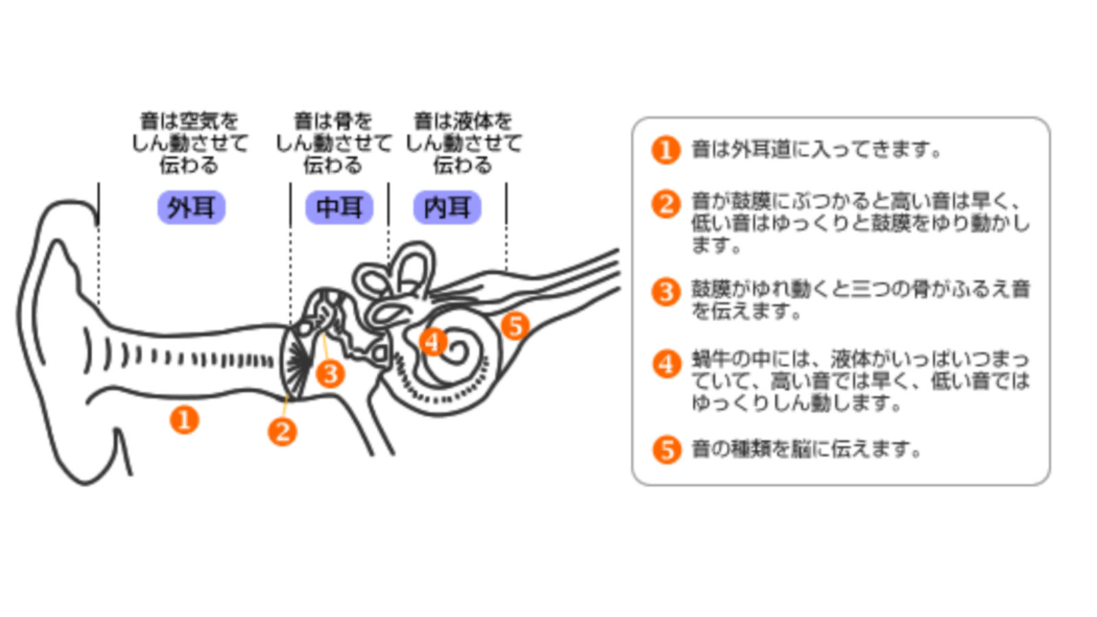 鼓室形成術 | AMU-Jibika