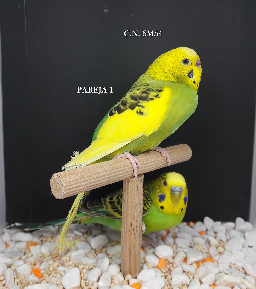 parejas (1)