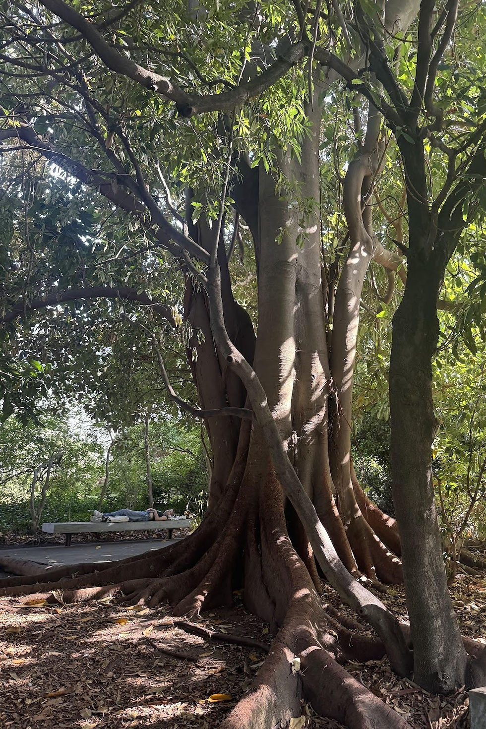 A tree in the garden of the Gulbenkian Museum Lisboa
