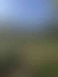 Gulbenkian garden Lisboa