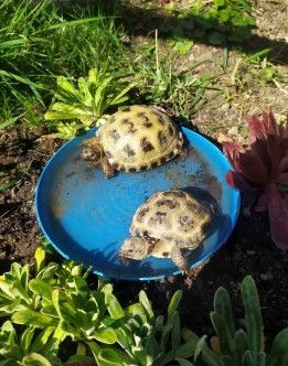 Chov želv stepních u Motýlků