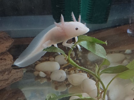 Axolotlové u Kuřátek - noví kamarádi v naší školce