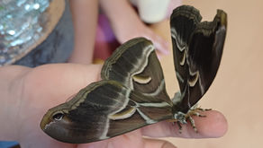 Kuřátka chovají motýly