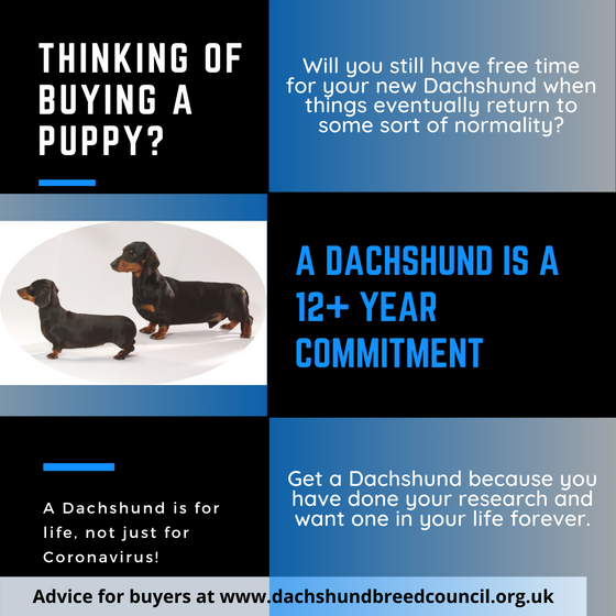 You really want a Dachshund puppy! Here's a healthy dose of reality.