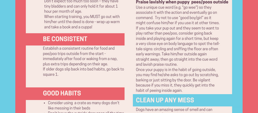 Toilet-training your Dachshund - our top tips