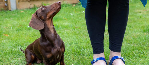 How do I teach my dog to walk on the lead without pulling?