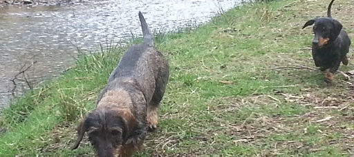 New Year resolutions for your Dachshund