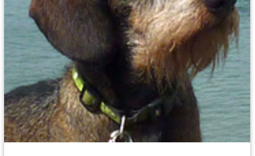 Responsible dog breeding - The role of Breeders and Buyers in ensuring responsible ownership