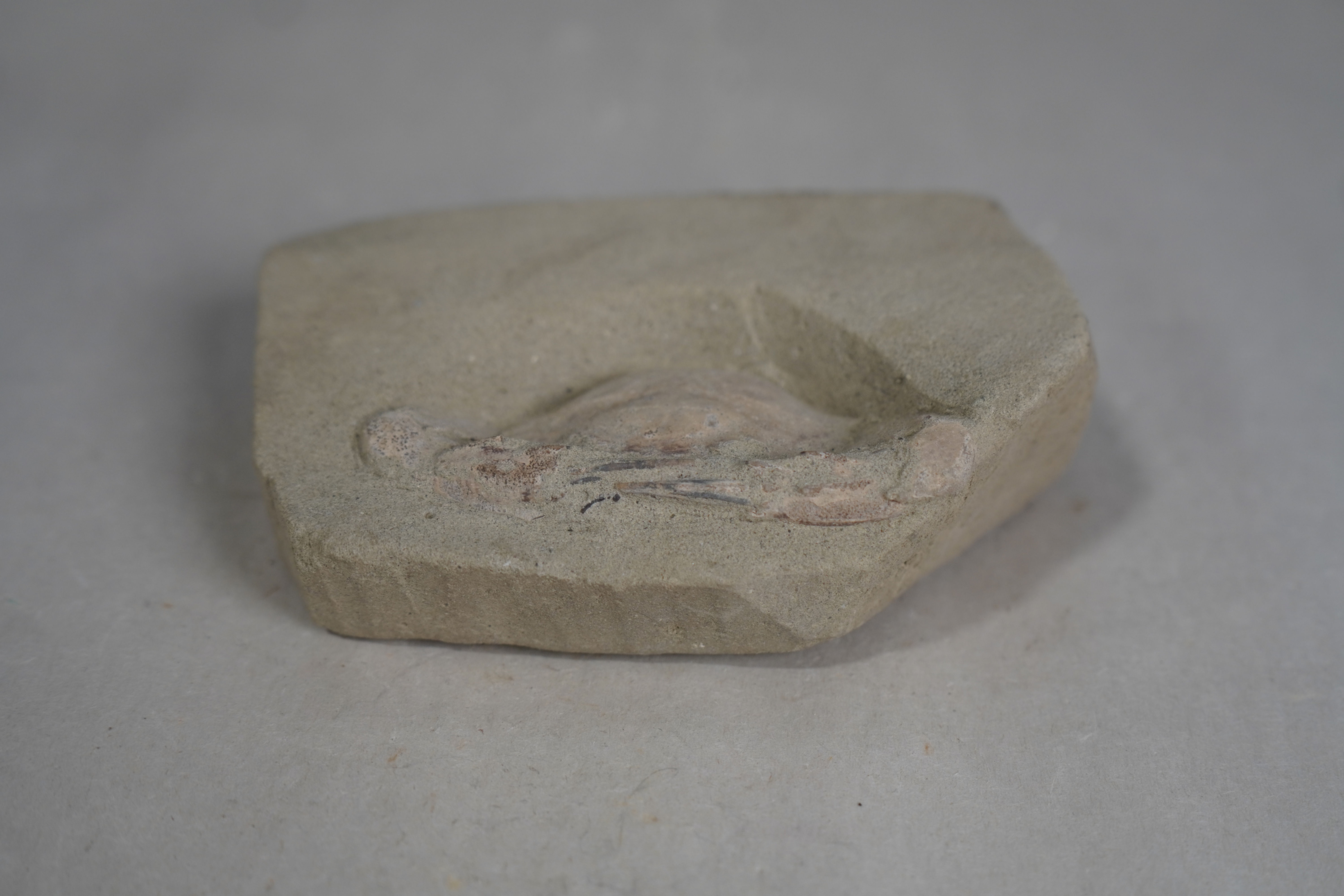 Crab Fossil