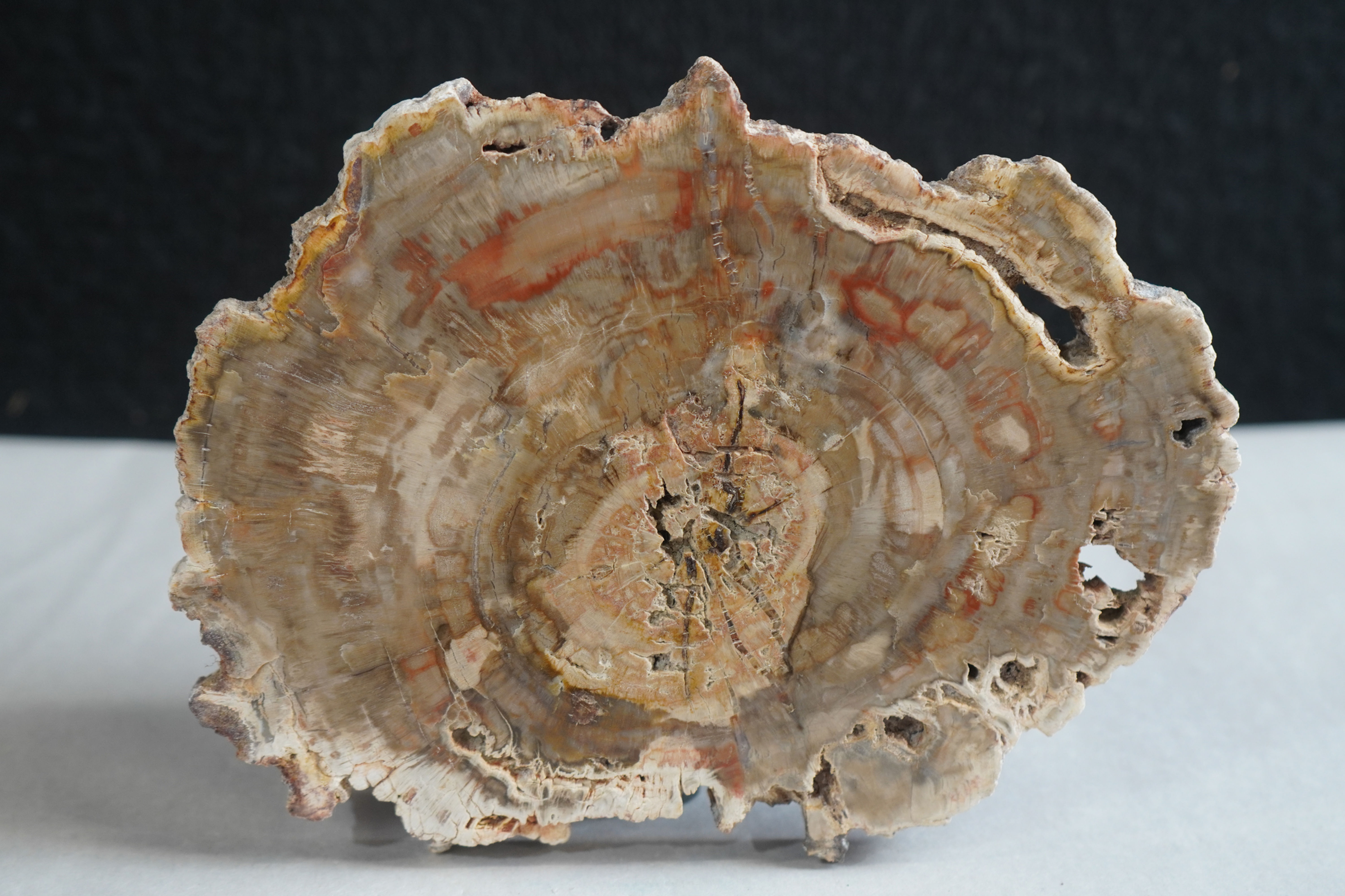 Petrified Wood Slab