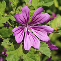 Mauve-malva-fleur-plante.jpg