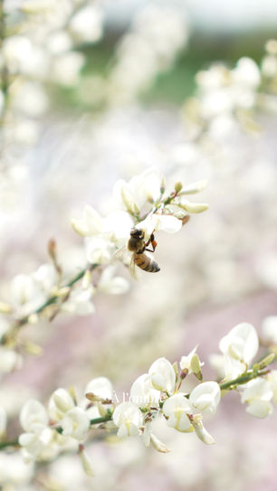Une abeille, une vidéo, une émotion : mon printemps avec À l’Ombre des Bleuets. 🌼