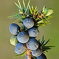 Juniperus_communis_fruits_-_Keila.jpg