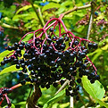sureau-100541.jpg
