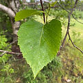 mnrf-srb-whitebirch-leaf-1200x1200-2022-09-14.jpg