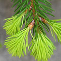 SAPIN-ok.jpg