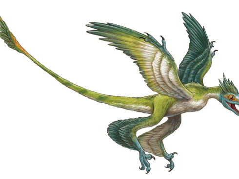 MICRORAPTOR